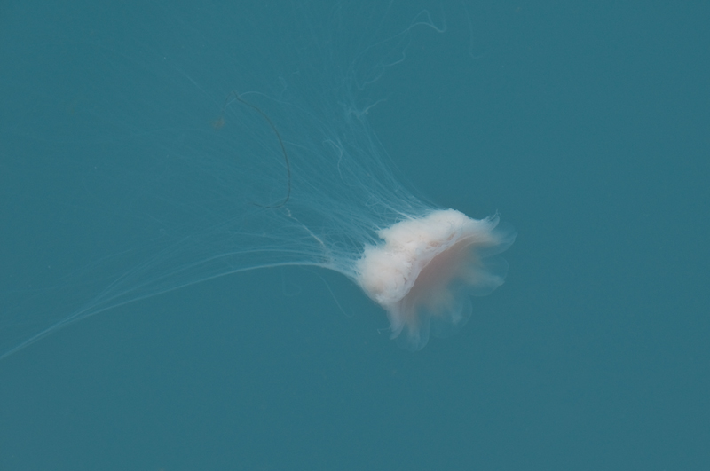 32 Jellyfish 1 fixed 800px.jpg - Vesi oli todella sinista ja siella oli myos kuvattavaa